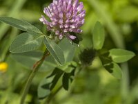 Trifolium pratense 30, Rode klaver, Saxifraga-Jan van der Straaten