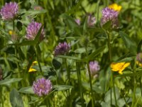 Trifolium pratense 31, Rode klaver, Saxifraga-Jan van der Straaten