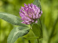 Trifolium pratense 33, Rode klaver, Saxifraga-Jan van der Straaten