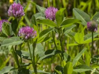 Trifolium pratense 34, Rode klaver, Saxifraga-Jan van der Straaten