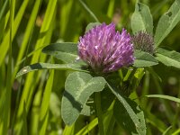 Trifolium pratense 35, Rode klaver, Saxifraga-Jan van der Straaten