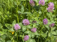 Trifolium pratense 36, Rode klaver, Saxifraga-Jan van der Straaten