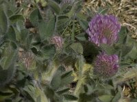 Trifolium pratense, Red CLover