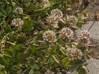 Trifolium repens 29, Witte klaver, Saxifraga-Jan van der Straaten