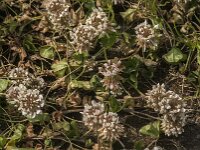 Trifolium repens 30, Witte klaver, Saxifraga-Jan van der Straaten