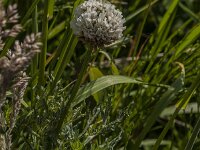 Trifolium repens 31, Witte klaver, Saxifraga-Jan van der Straaten