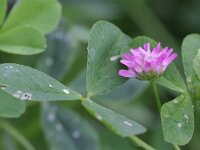 Trifolium resupinatum 1, Perzische klaver, Saxifraga-Rutger Barendse