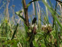 Trifolium scabrum, Rough Clover