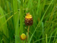 Trifolium spadiceum