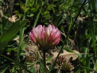 Trifolium spumosum 1, Saxifraga-Rutger Barendse