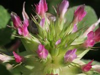 Trifolium spumosum 2, Saxifraga-Rutger Barendse