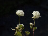 Trifolium squamosum