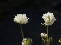 Trifolium squamosum 2, Saxifraga-Willem van Kruijsbergen