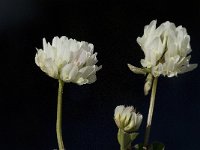 Trifolium squamosum 3, Saxifraga-Willem van Kruijsbergen
