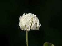 Trifolium squamosum 4, Saxifraga-Jan van der Straaten