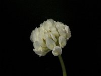 Trifolium squamosum 5, Saxifraga-Jan van der Straaten
