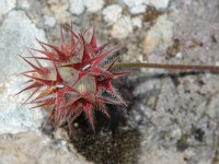 Trifolium stellatum 1, Saxifraga-Jan van der Straaten