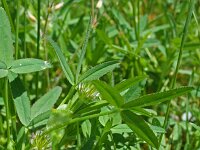 Trifolium strictum