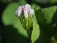 Trifolium subterraneum 3, Onderaardse klaver, Saxifraga-Rutger Barendse