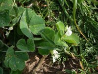 Trifolium subterraneum 4, Onderaardse klaver, Saxifraga-Jasenka Topic