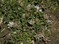 Trifolium thalii 5, Saxifraga-Willem van Kruijsbergen