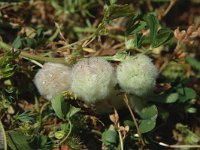 Trifolium tomentosum 1, Saxifraga-Jan van der Straaten