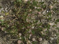 Trifolium tomentosum 13, Saxifraga-Willem van Kruijsbergen