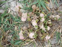 Trifolium tomentosum 4, Saxifraga-Jasenka Topic