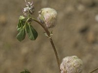 Trifolium tomentosum 8, Saxifraga-Jan van der Straaten