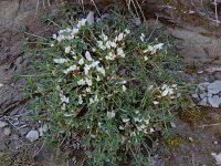 Trifolium uniflorum 11, Saxifraga-Ed Stikvoort