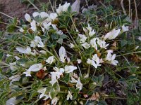 Trifolium uniflorum 12, Saxifraga-Ed Stikvoort