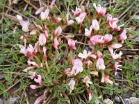 Trifolium uniflorum 13, Saxifraga-Harry Jans