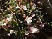 Trifolium uniflorum 3, Saxifraga-Jan van der Straaten