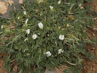 Trifolium uniflorum 5, Saxifraga-Willem van Kruijsbergen