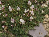 Trifolium uniflorum 6, Saxifraga-Willem van Kruijsbergen