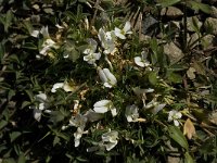 Trifolium uniflorum 7, Saxifraga-Jan van der Straaten