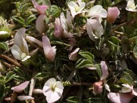 Trifolium uniflorum 8, Saxifraga-Jan van der Straaten