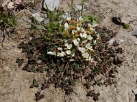 Trifolium uniflorum 9, Saxifraga-Ed Stikvoort