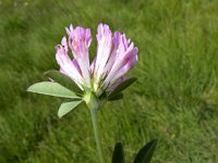 Trifolium velebiticum 2, Saxifraga-Jasenka Topic