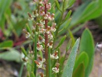 Triglochin bulbosa