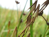 Triglochin palustris, Marsh Arrow-grass