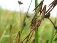 Triglochin palustris 1, Moeraszoutgras, Saxifraga-Rutger Barendse