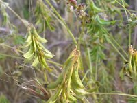 Trigonella corniculata