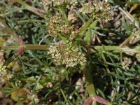 Trinia glauca 1, Saxifraga-Marijke Verhagen