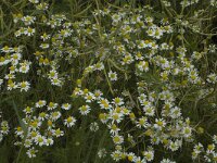 Tripleurospermum inodorum, Scentless Mayweed