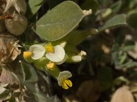 Tripodion tetraphyllum