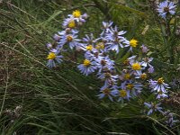 Tripodium pannonicum 10, Zulte, Saxifraga-Jan van der Straaten