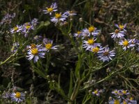 Tripodium pannonicum 12, Zulte, Saxifraga-Jan van der Straaten