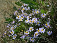 Tripodium pannonicum 18, Zulte, Saxifraga-Bart Vastenhouw