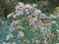 Tripodium pannonicum 2, Zulte, Saxifraga-Piet Zomerdijk